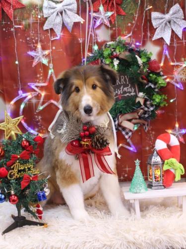 20231209リクくん